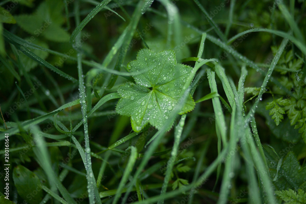 Green grass with drops of morning dew Green grass with drops of morning dew