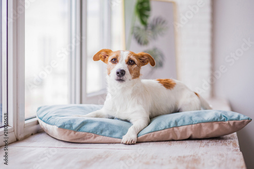 jack russell on the pillow