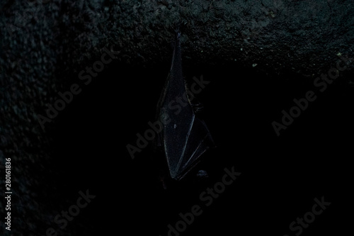 bat hanging from ceiling inside a cave Fototapet