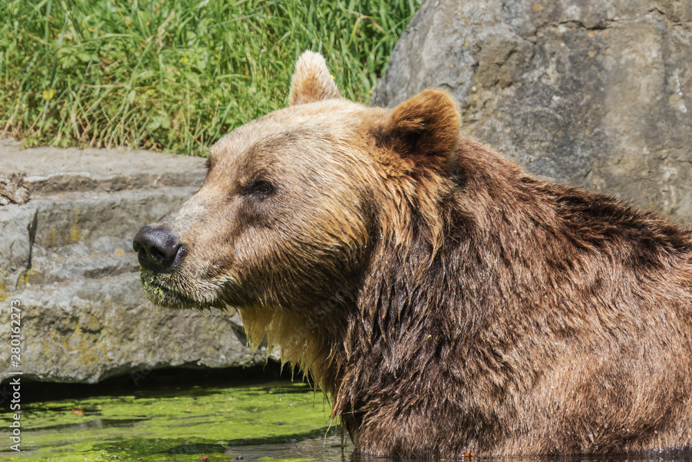 Brown bear enjoying the sun while taking a bath Brown bear enjoying the sun while taking a bath