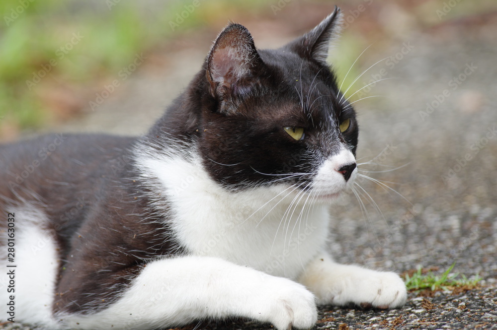 悪そうな顔の猫 悪そうな顔の猫