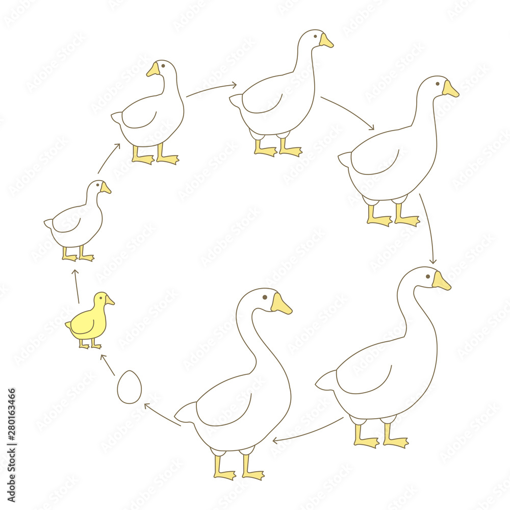Round Stages of poultry growth set. Breeding fowl. Goose production. Goose farm. Gosling grow up circle animation progression. Flat vector.