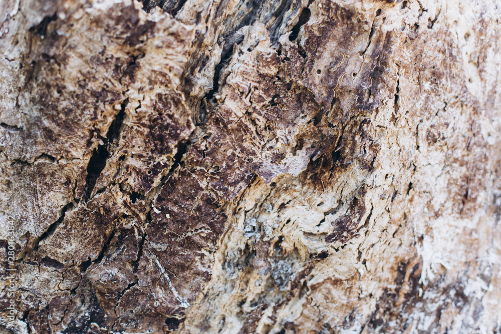 Wooden texture of old wood. Design elements, nature abstract concept Wooden texture of old wood. Design elements, nature abstract concept