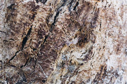 Wooden texture of old wood. Design elements, nature abstract concept