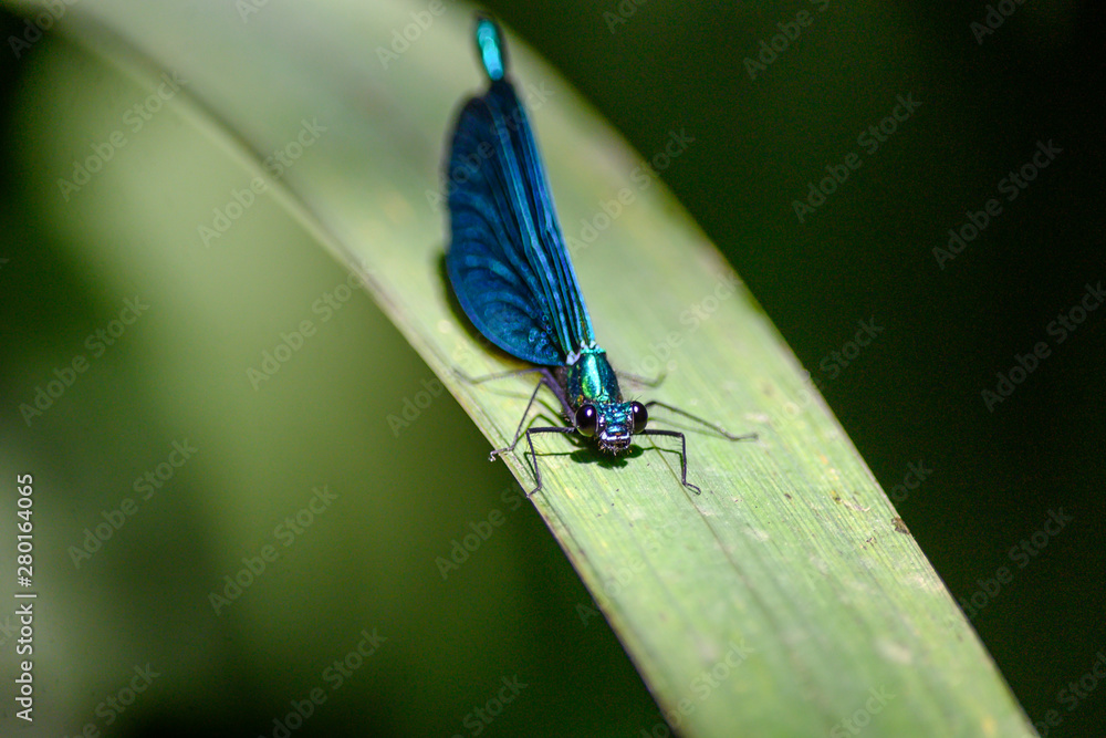 Libellule bleue sur une feuille Libellule bleue sur une feuille