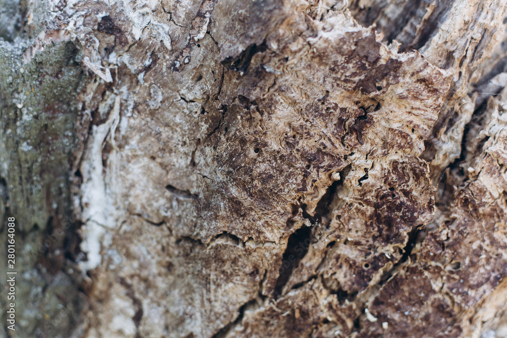 Wooden texture of old wood. Design elements, nature abstract concept Wooden texture of old wood. Design elements, nature abstract concept
