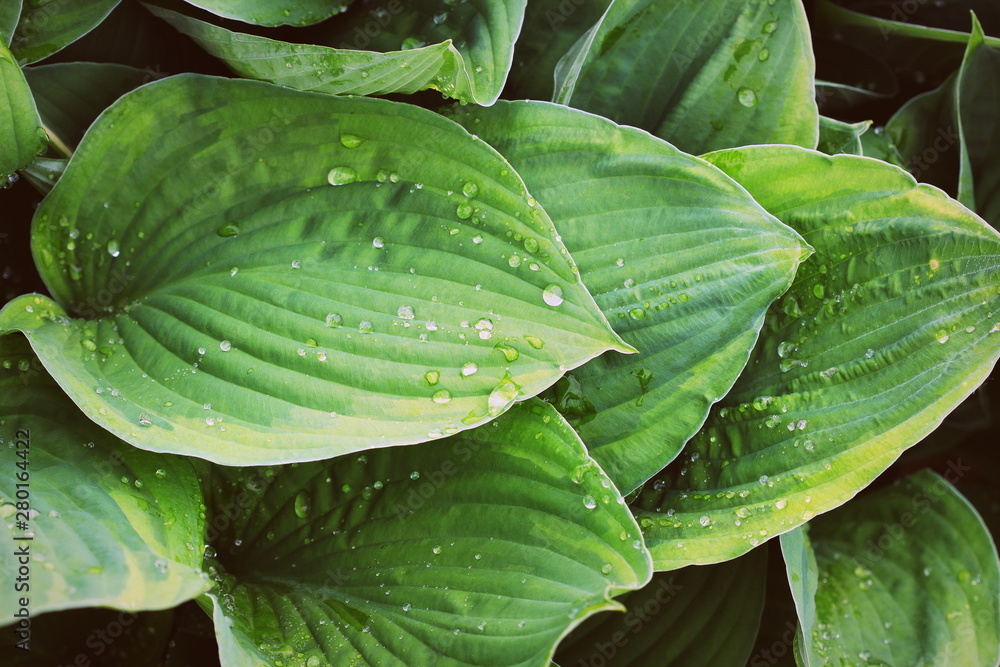 Obraz premium Hosta leaves pattern background. Summer plants wallpaper. Hosta lily leaf