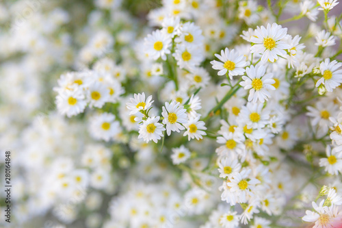 Chamomile flower in morning gardens