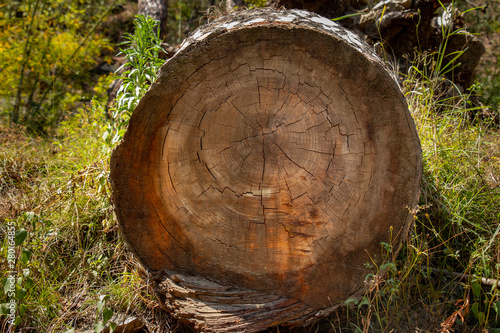 cut of a tree showing his age