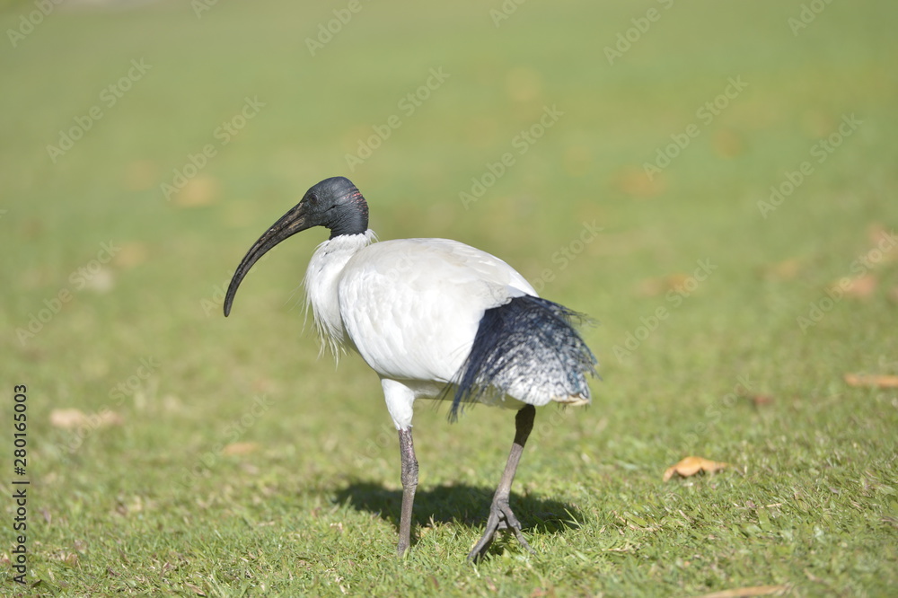 Fototapeta premium bird