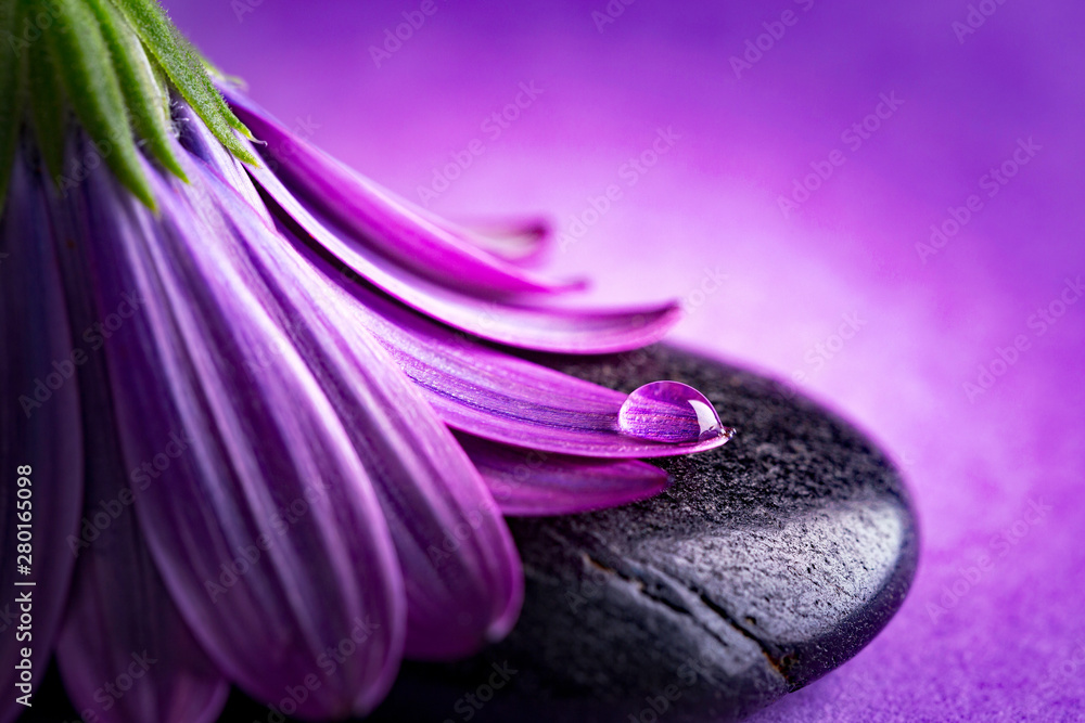 Foto Stock fiore rosa con goccia di rugiada su pietra nera