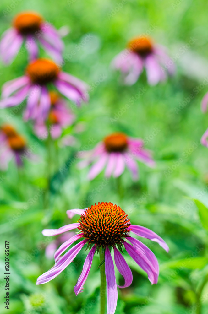 Echinacea flowers in the garden Echinacea flowers in the garden