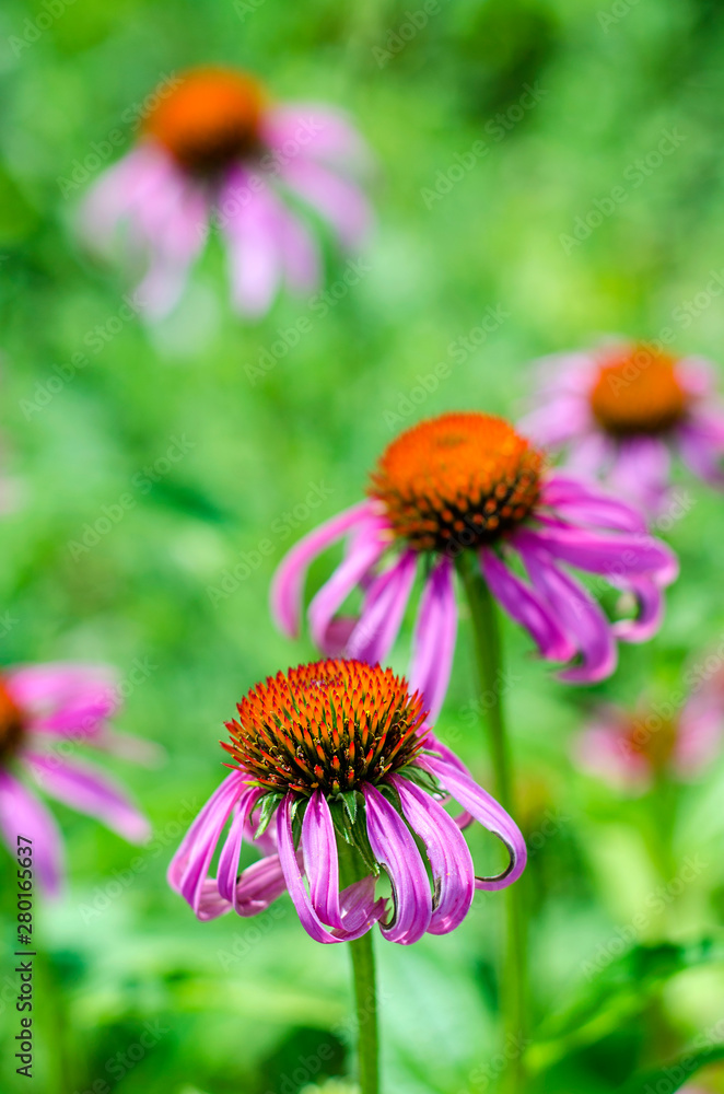 Fototapeta premium Echinacea flowers in the garden