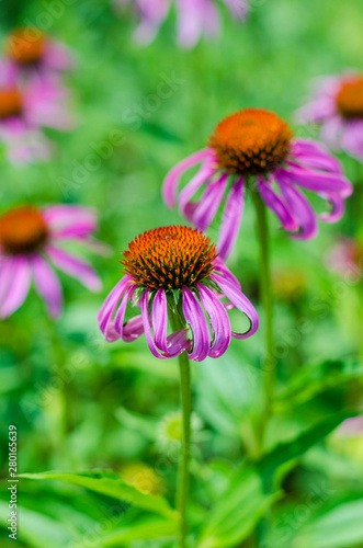 Echinacea flowers in the garden