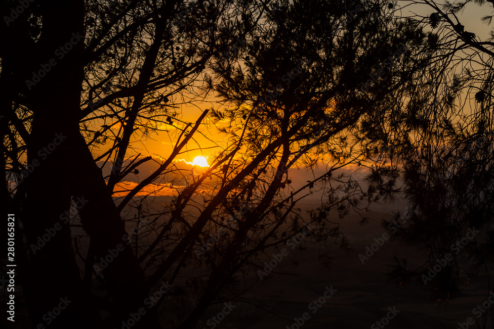 Beautiful Silhouette Sunset in the Midst of Pine Branches, Sicily, Italy, Europe Beautiful Silhouette Sunset in the Midst of Pine Branches, Sicily, Italy, Europe