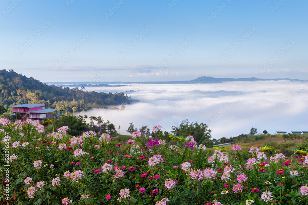Obraz premium Beautiful flowers and mist at Khao Kho, Thailand