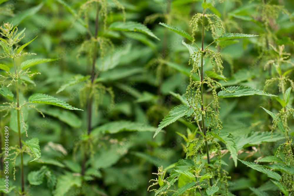 nettle natural background nettle natural background
