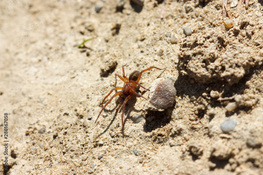 spider in sand