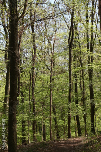 Waldlandschaft im Frühling