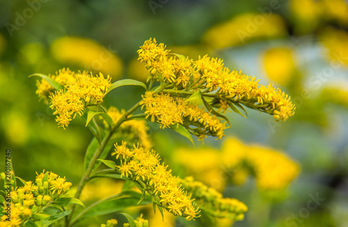 Solidago canadensis. Canadian goldenrod. Yellow summer flowers. Medicinal plant