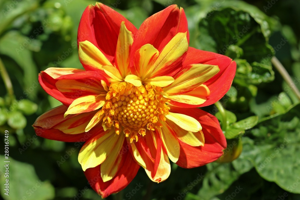 Rote Collarette-Dahlie (Dahlia variabilis 'Dandy Improved Mix') Rote Collarette-Dahlie (Dahlia variabilis 'Dandy Improved Mix')