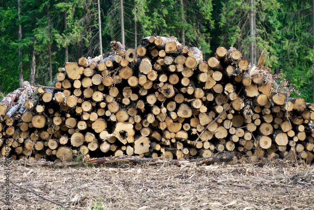 Stack of wooden logs lying on the ground in front of the forest
