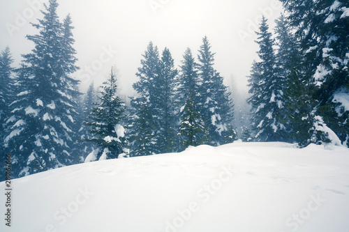 Photos foresta di abeti con neve fresca e nebbia