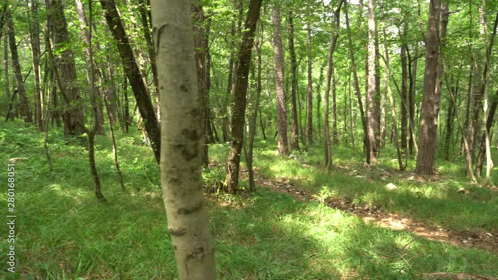 Young beautiful woman on a mountain bike in the forest Young beautiful woman on a mountain bike in the forest