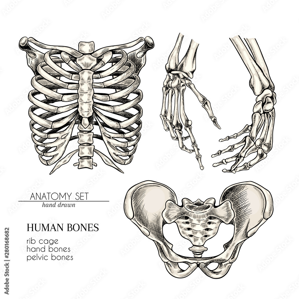 Vecteur Stock Hand drawn anatomy set. Vector human body parts, bones.  Hands, rib cage or ches, pelvic bones. Vintage medicinal illustration. Use  for Haloween poster, medical atlas, science realistic image. | Adobe