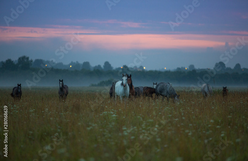 Loose horses at dawn © Nadezhda