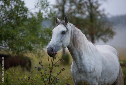 Portrait of a gray horse at sunrise