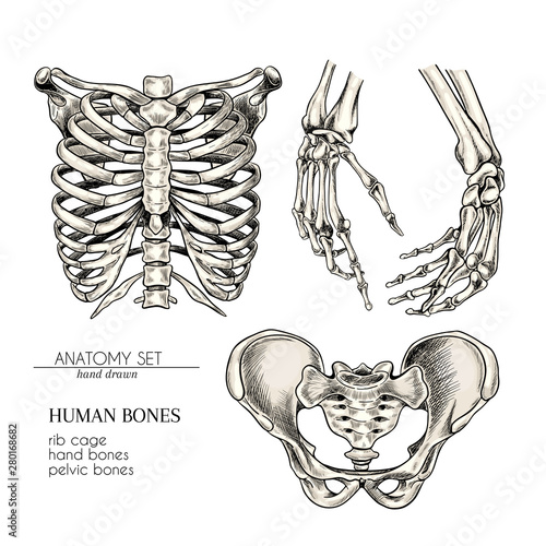 Hand drawn anatomy set. Vector human body parts, bones. Hands, rib cage or ches, pelvic bones. Vintage medicinal illustration. Use for Haloween poster, medical atlas, science realistic image.