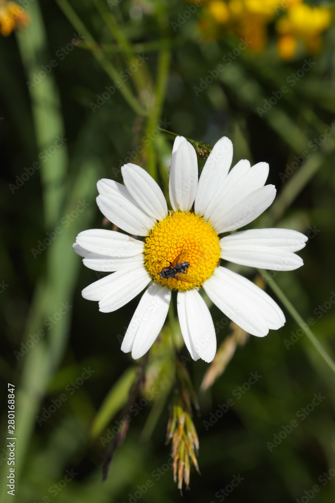 daisy in the grass