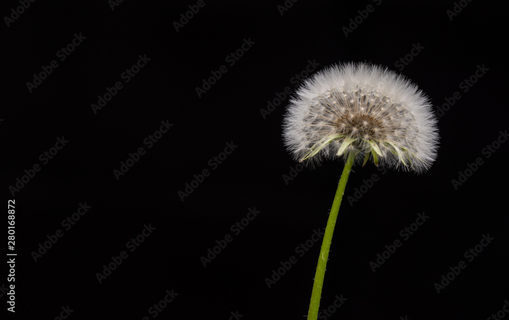 Dandelion Isolated on Black Background