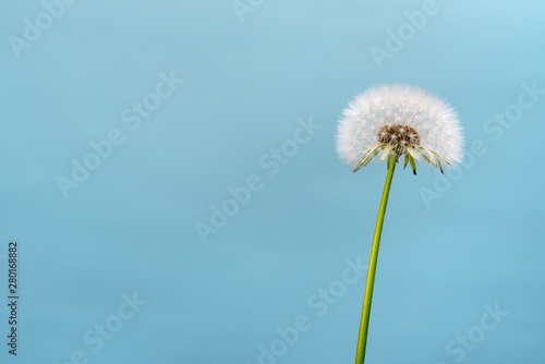 Dandelion on Blue Background