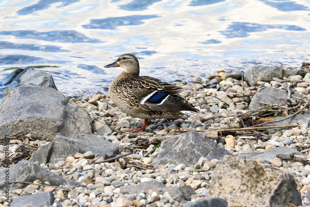 Weibliche Stockente, Anas platyrhynchos Weibliche Stockente, Anas platyrhynchos