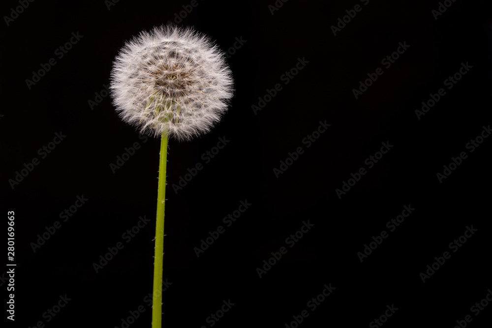 Dandelion on Black Background Dandelion on Black Background