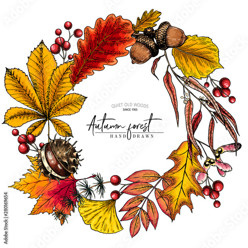 Hand drawn autumn leaf. Vector colorful tree leaves. Fall forest folliage. Maple, oak, chestnut, birch, acorn, ginkgo biloba, eucalyptus, willow, guelder rose, pine. Poster design, holiday decoration.