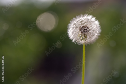 Dandelion on Nature Background