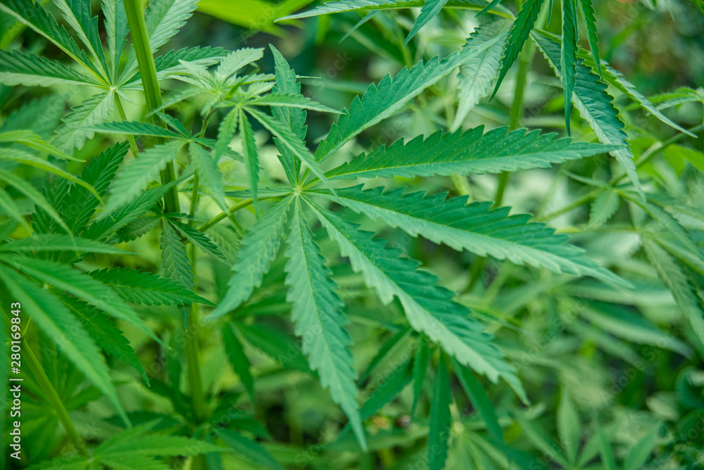 Closeup Image Of Marijuana Plant. Cannabis green Leaf for medicine Closeup Image Of Marijuana Plant. Cannabis green Leaf for medicine