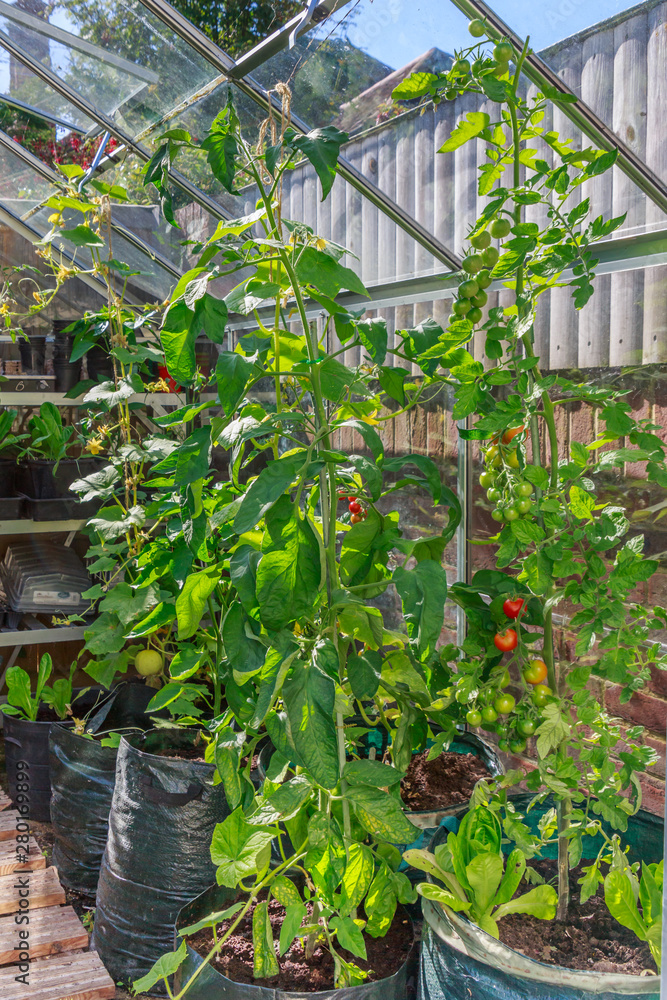 Tall tomato and cucumber plants growing in a green house in a back yard or garden. The plants are in large black sacks of soil and are tied to support them at the top with string to an open window.