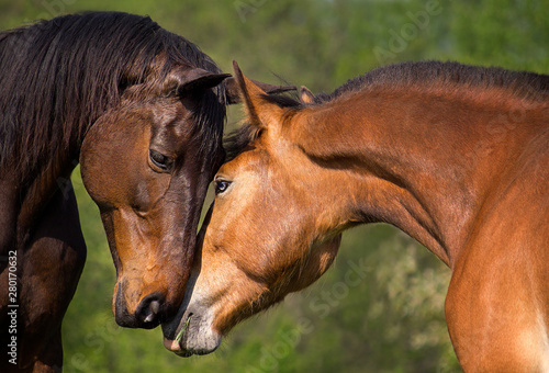 Two Beautiful Brown Horses, Two Horses Embracing in Friendship.