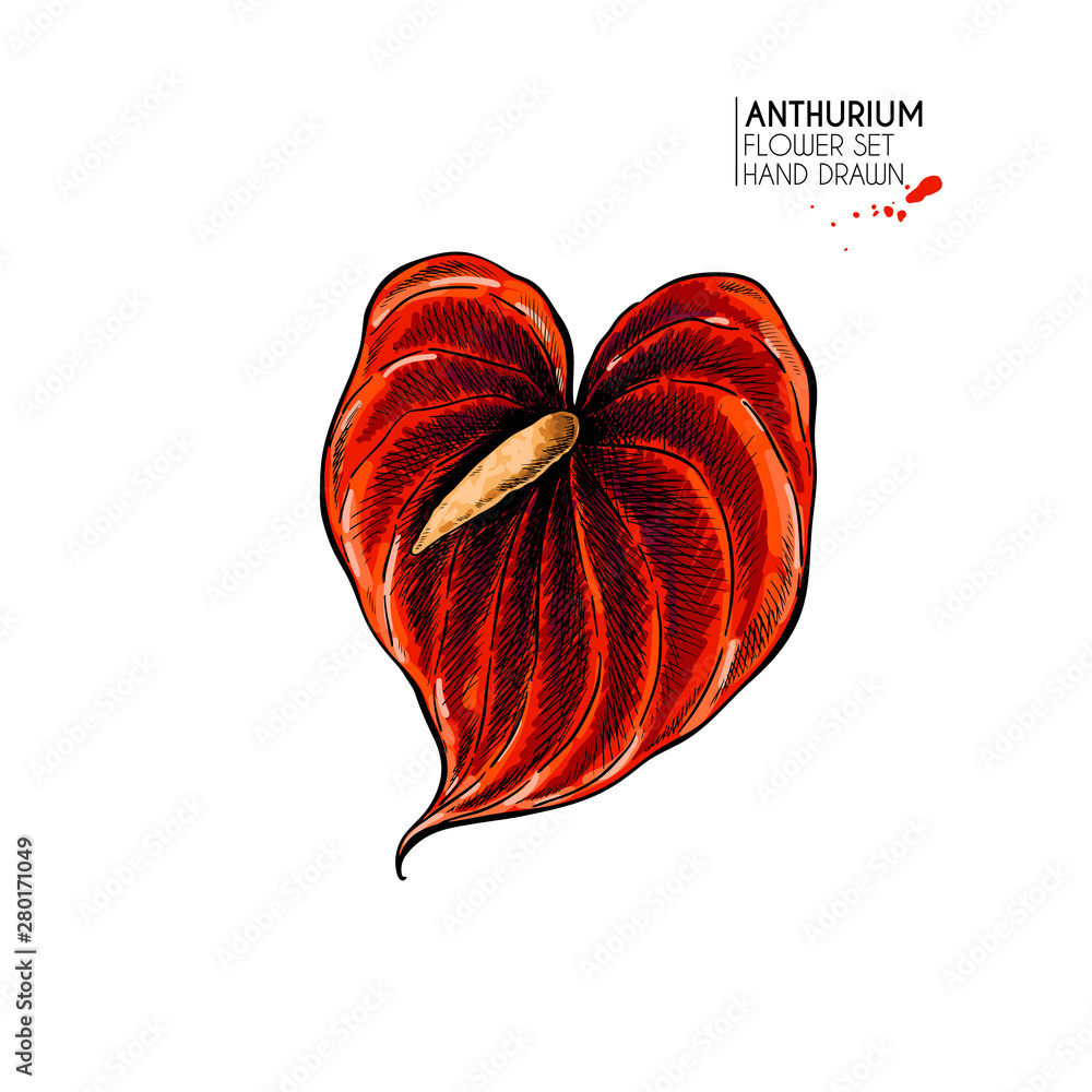 Anthurium vittarifolium - Gabriella Plants