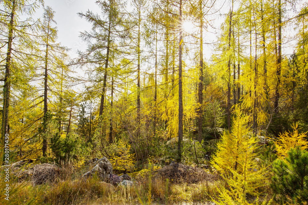 Larici in veste autunnale con raggi di sole