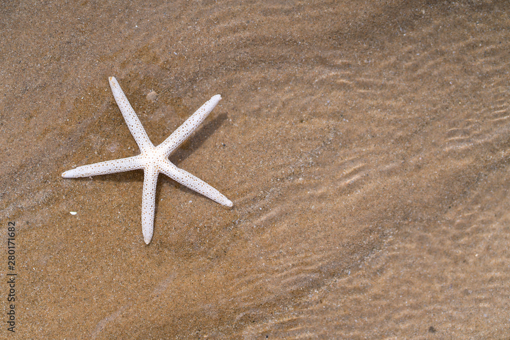 Starfish on sandy beach in summer with sea background Starfish on sandy beach in summer with sea background