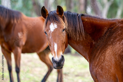 Beautiful close-up shot of a chestnut coloured race horse mare with a dark mane on a horse ranch in New South Wales, Australia. Horse standing on grass within a forest.