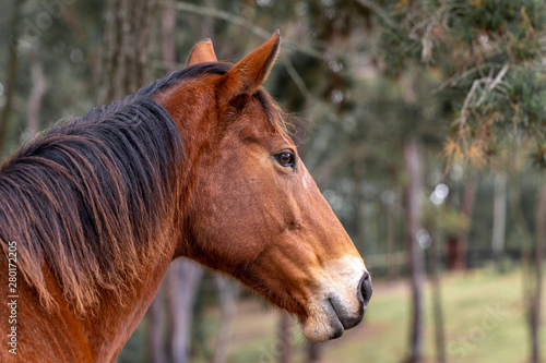 Beautiful close-up shot of a chestnut coloured race horse mare with a dark mane on a horse ranch in New South Wales  Australia. Horse standing on grass within a forest.