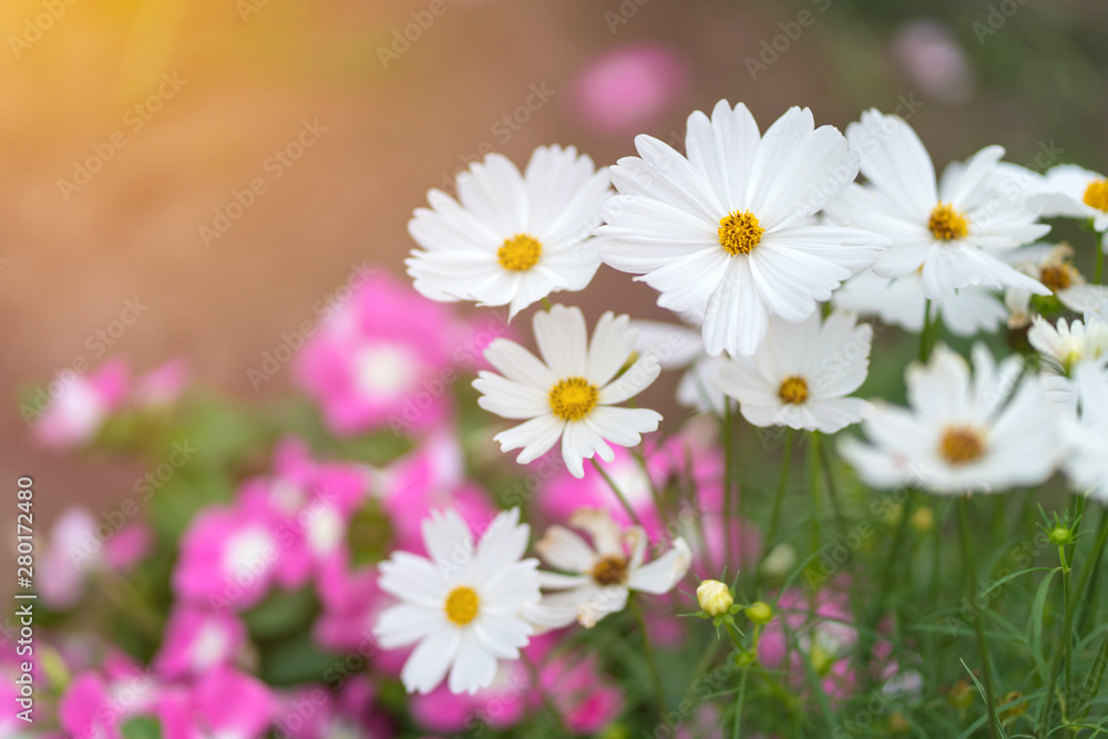 Fototapeta premium Cosmos colorful flower in the beautiful garden