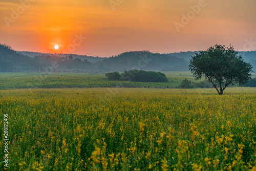 crotalaria juncea or pummelo flower with sunrise and mountain