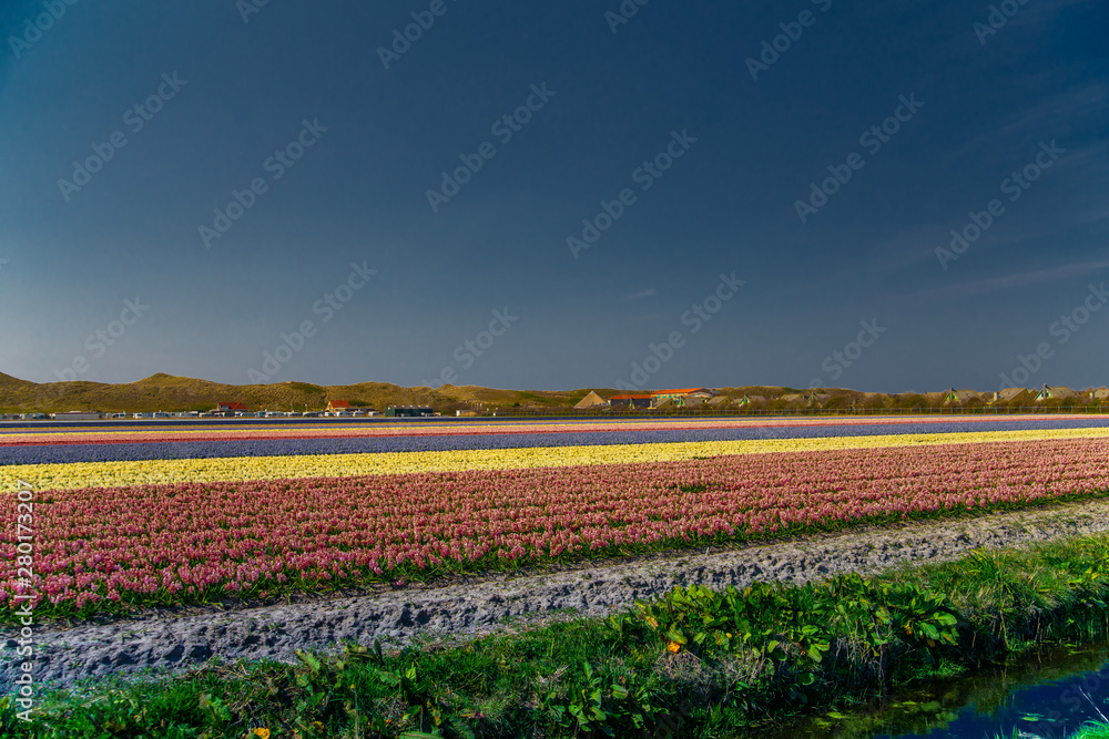 Schönes buntes Tulpenfeld in Holland